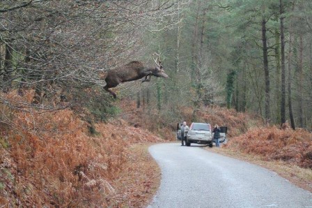 panneau passage d'animaux sauvages.jpg