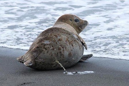 pisser_sur_la_plage.jpg