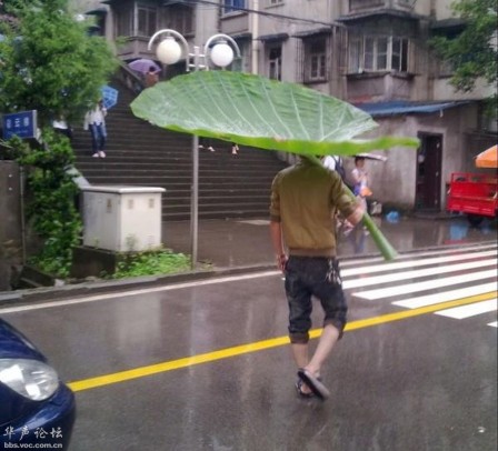 pluie feuille parapluie.jpg