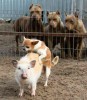pornographie_de_niche_aujourd_hui_la_zoophilie_chien.jpg