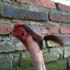 poulet_cheveux_queue_de_cheval.jpg