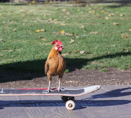 poulet skate bonne journée.jpg