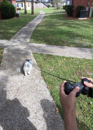 promener le chien.jpg