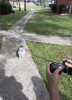 promener le chien.jpg