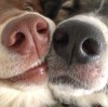 proverbe_chien_l_amour_c_est_avoir_la_truffe_qui_renifle_dans_la_meme_direction.jpg