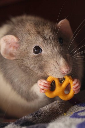 rat_bretzel_bonjour.jpg