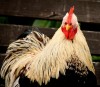 regardons les choses en face mon poulet.jpg