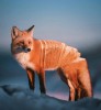 renard en tranche pain.jpg
