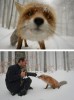 renard interview neige.jpg