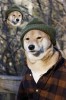 roman_photo_pour_chien_Ralph_se_faisait_du_souci_pour_Princesse.jpg