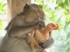 singe_poule_au_pot_bon_appetit_poulet_mc_do.jpg
