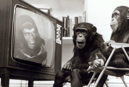 télé singe.jpg