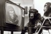 télé singe.jpg