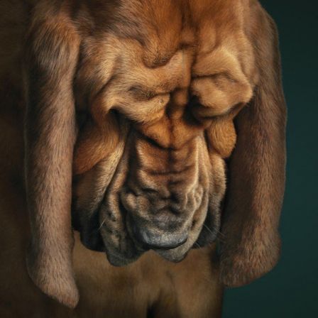 tim_flach_chien_prier_reflechir.jpg