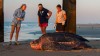 tortue_difference_bonjour.jpg