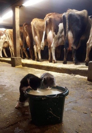 vache à lait pour chat.jpg