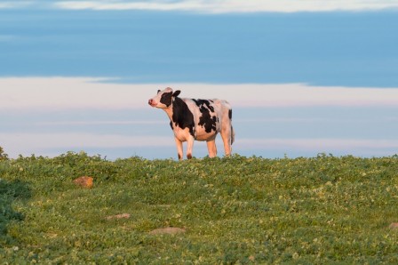 vache bonjour bretzel.jpg