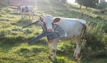 vache_chaise_jardin.jpg