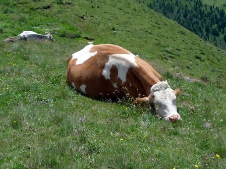 vache chaleur il fait trop chaud pour travailler.jpg