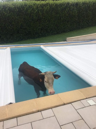 vache dans la piscine.jpg