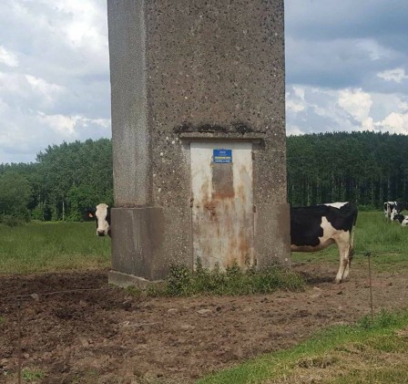 vache longue.jpg