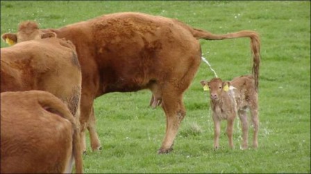 vache_pisse_veau_urine_DG.jpg