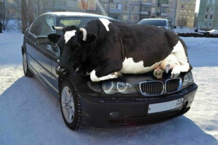vache sur une BMW.jpg