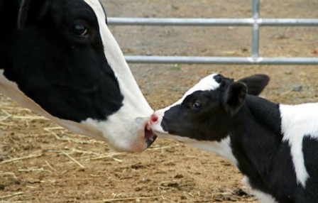 vache veau tête moi la narine.jpg