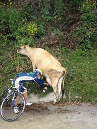 velo_vache_tour_de_france_pittoresque.jpg