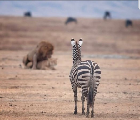 zèbre pornographie.png