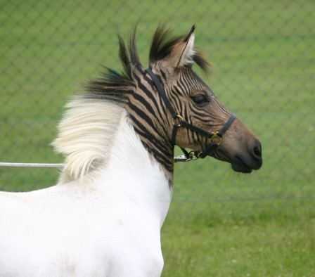 zébrule zorse animal hybride issu du croisement d'un zèbre et d'une jument un zeval des zevaux.JPG