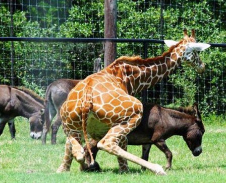 zoo_girafe_sexe.jpg