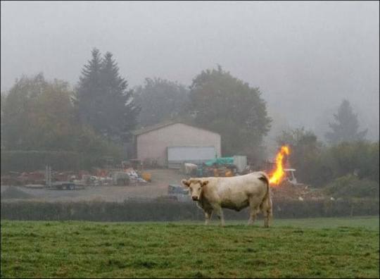 Topic des bonnes nouvelles - Page 37 Pets_de_vache_methane_couche_d_ozone