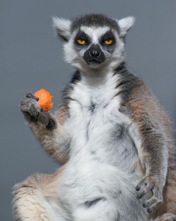 A Ring Tailed Lemur eats its lunch at Taronga Zoo in Sydney Lémur Catta primate lémuriforme.jpg, nov. 2020