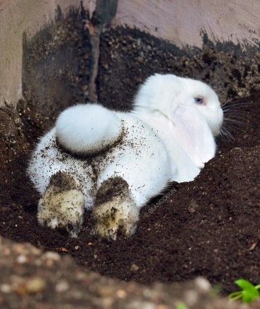 Est-ce que le sexe est sale Seulement quand il est bien fait Woody Allen lapin.jpg, janv. 2021