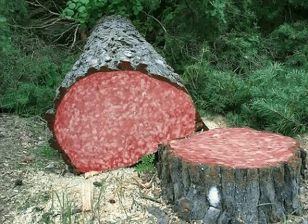 Kigelia ces arbres à saucisson qu'on abat pour l'apéro.png, avr. 2020