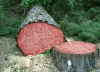 Kigelia ces arbres à saucisson qu'on abat pour l'apéro.png, avr. 2020