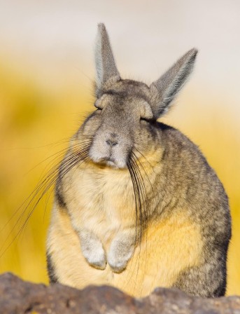 Le Lagidium viscacia ou viscache est un mammifère rongeur de la famille des Chinchillidés C'est une viscache des montagnes d'Amérique du Sud.jpg, déc. 2022