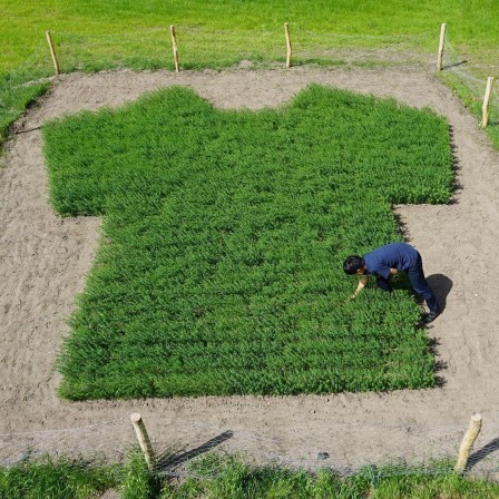 Le Pull-over vert.jpg, juil. 2021