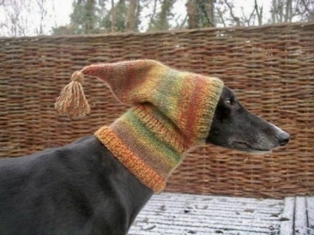 Lévrier greyhound chien bonnet froid.jpg, déc. 2022