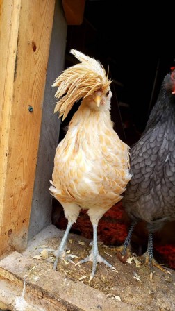 Mc Donalds This chicken wants to speak to the manager poulet je voudrais parler à un responsable.jpg, juin 2021