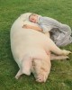 Miley Cyrus cochon.jpg, mai 2020