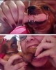 Œil pour œil dent pour dent La Charia impose la loi du talion pour les chiens d'infidèles.jpg, mai 2021