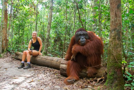 Orang-outan de la timidité.jpg, fév. 2021