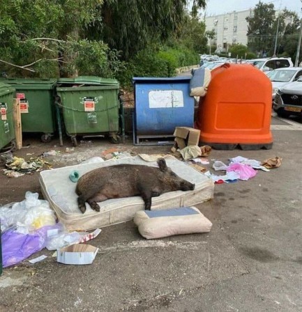Paris 16ème arrondissement sanglier sur un matelas grasse matinée lendemain de fête bonne année réveillon.jpg, déc. 2022