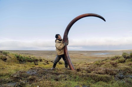 The tusk of a woolly mammoth being unearthed from a Siberian riverbed. les mammouths à poil laineux.jpg, nov. 2023
