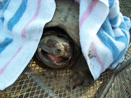 Tortue-boîte commune stay home restez chez vous.jpg, avr. 2020