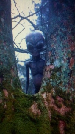 alien des bois