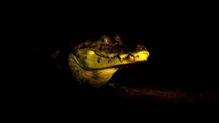 alligator crocodile viens te coucher.jpg, oct. 2020