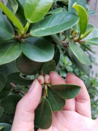 baies seins et puis j'avais ouvert une page jardinage nature et découvertes sur facebook.jpg, nov. 2022
